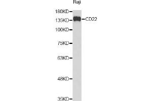 Western blot analysis of extracts of Raji cells, using CD22 Antibody (ABIN3213588) at 1/1000 dilution. (CD22 抗体)