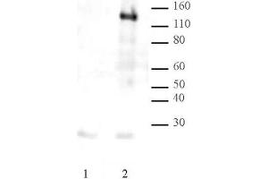 LexA DNA-binding Domain pAb tested by Western blot. (LexA (DNA Binding Domain) 抗体)