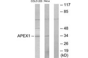 Western Blotting (WB) image for anti-Apurinic/Apyrimidinic Endonuclease 1 (APEX1) (AA 191-240) antibody (ABIN2889441) (APEX1 抗体  (AA 191-240))