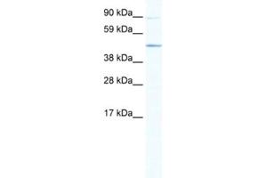 Western Blotting (WB) image for anti-ECSIT (ECSIT) antibody (ABIN2461484) (ECSIT 抗体)