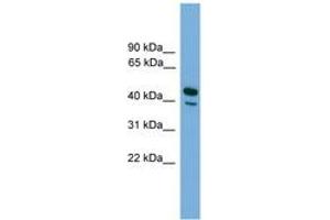 Image no. 1 for anti-CD209 (CD209) (AA 35-84) antibody (ABIN6745593) (DC-SIGN/CD209 抗体  (AA 35-84))