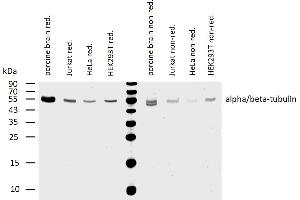 Western blotting analysis of human alpha/beta-tubulin using mouse monoclonal antibody TU-08 on lysates of various cell lines and porcine brain under reducing and non-reducing conditions. (Alpha, beta-Tubulin Dimer 抗体)