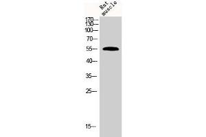 Western Blot analysis of rat-musle cells using BMP-7 Polyclonal Antibody (BMP7 抗体  (Internal Region))