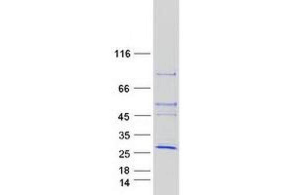 ANAPC10 Protein (Myc-DYKDDDDK Tag)