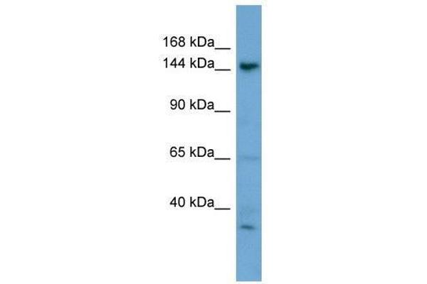 GNPTAB 抗体  (N-Term)