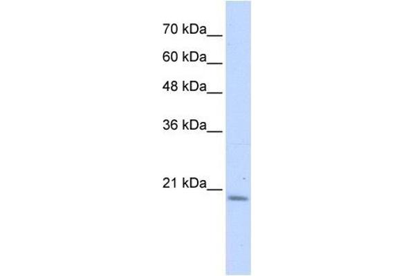 PFDN6 抗体  (N-Term)