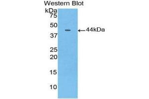 Western Blotting (WB) image for anti-Gastrointestinal Cancer Antigen CA19-9 (CA 19-9) (AA 35-361) antibody (Biotin) (ABIN1172465) (CA 19-9 抗体  (AA 35-361) (Biotin))