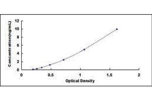 ELISA image for Nerve Growth Factor (NGF) ELISA Kit (ABIN3162172) (Nerve Growth Factor ELISA 试剂盒)