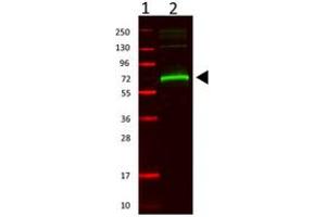 Image no. 1 for anti-Albumin (ALB) antibody (ABIN293398) (Albumin 抗体)