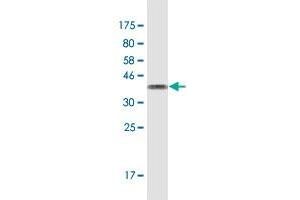 Western Blot detection against Immunogen (35. (RAMP1 抗体  (AA 27-117))