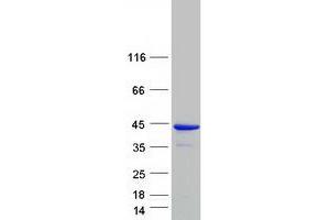 Validation with Western Blot (GIMAP4 Protein (Myc-DYKDDDDK Tag))