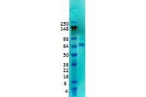 KCND2 抗体  (Extracellular Domain)