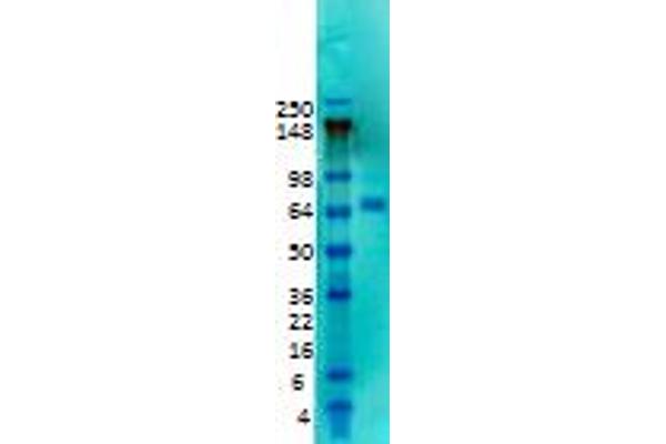 KCND2 抗体  (Extracellular Domain)