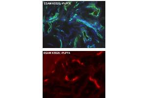 Immunofluorescence staining of vascular endothelial cells from human foreskin (cryo-section of unfixed tissue) using anti-human ESAM Antibody Cat,. (ESAM 抗体  (AA 30-248))