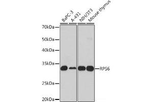 Western blot analysis of extracts of various cell lines using RPS6 Polyclonal Antibody at dilution of 1:1000. (RPS6 抗体)