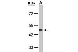 WB Image Sample(30 μg of whole cell lysate) A:H1299 10% SDS PAGE antibody diluted at 1:1000 (GPR37L1 抗体  (C-Term))