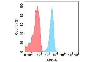 Flow cytometry analysis with Anti-CA on Expi293 cells transfected with human CA (Blue histogram) or Expi293 transfected with irrelevant protein (Red histogram). (CLEC1A 抗体)