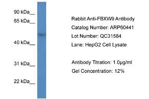 Western Blotting (WB) image for anti-F-Box and WD Repeat Domain Containing 9 (FBXW9) (C-Term) antibody (ABIN786168) (FBXW9 抗体  (C-Term))