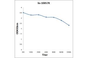 Antigen: 2 µg/100 µL  Primary: Antiserum, 1:500, 1:1000, 1:2000, 1:4000, 1:8000, 1:16000, 1:32000;  Secondary: HRP conjugated Rabbit Anti-Goat IgG at 1: 5000;  TMB staining Read the data in Microplate Reader by 450nm. (Capsid Protein (AA 133-233) 抗体)