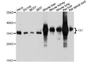 Western blot analysis of extracts of various cell lines, using TST antibody. (TST 抗体  (AA 1-297))