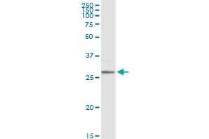 MS4A1 MaxPab rabbit polyclonal antibody. (CD20 抗体  (AA 1-297))