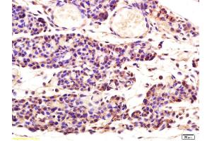 Formalin-fixed and paraffin embedded mouse embryo labeled with Rabbit Anti Aspartate Aminotransferase Polyclonal Antibody, Unconjugated (ABIN752008) at 1:200 followed by conjugation to the secondary antibody and DAB staining (GOT1 抗体  (AA 301-400))