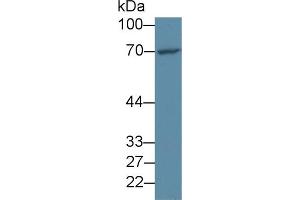 Western blot analysis of Human HeLa cell lysate, using Human FOXO1 Antibody (2 µg/ml) and HRP-conjugated Goat Anti-Rabbit antibody ( (FOXO1 抗体  (AA 333-557))