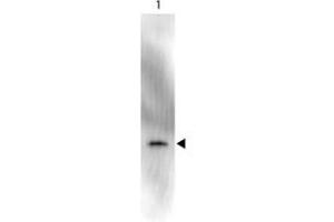 Image no. 1 for anti-Green Fluorescent Protein (GFP) antibody (HRP) (ABIN1101746) (GFP 抗体  (HRP))