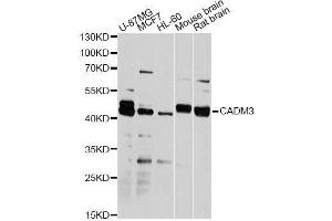 Western blot analysis of extracts of various cell lines, using CADM3 antibody. (CADM3 抗体  (AA 25-330))