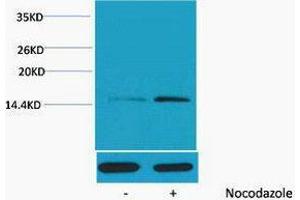 Western Blotting (WB) image for anti-Histone H4 (pSer1) antibody (ABIN3178799) (Histone H4 抗体  (pSer1))