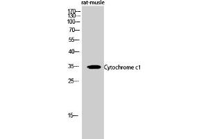 Western Blot analysis of rat-musle cells using Cytochrome c1 Polyclonal Antibody diluted at 1:500. (Cytochrome C1 抗体  (AA 110-190))