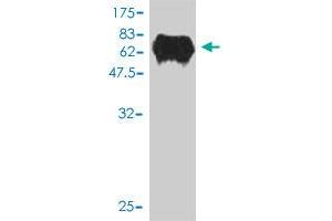 Western Blot detection against Immunogen (64. (TCEA3 抗体  (AA 1-348))