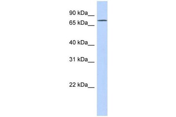 EXD3 抗体  (N-Term)