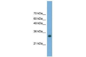 FAM78A antibody used at 0. (FAM78A 抗体  (C-Term))