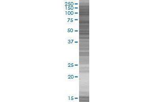 MIER1 transfected lysate. (MIER1 293T Cell Transient Overexpression Lysate(Denatured))