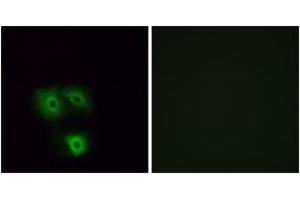 Immunofluorescence analysis of A549 cells, using OR5H1 Antibody. (OR5H1 抗体  (AA 262-311))