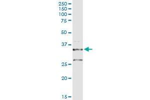 POMC MaxPab rabbit polyclonal antibody. (POMC 抗体  (AA 1-267))