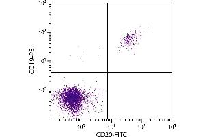 Human peripheral blood lymphocytes were stained with Mouse F(ab’)2 Anti-Human CD20-FITC. (CD20 抗体  (FITC))