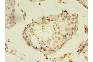 Immunohistochemistry of paraffin-embedded human testis tissue using ABIN7162599 at dilution of 1:100 (PANK1 抗体  (AA 462-582))