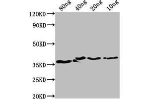 Western Blot Positive WB detected in Recombinant protein All lanes: bepA antibody at 1:2000 Secondary Goat polyclonal to rabbit IgG at 1/50000 dilution Predicted band size: 35 kDa Observed band size: 37 kDa (BepA (AA 214-487) 抗体)
