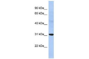 NP antibody used at 1 ug/ml to detect target protein. (NP (Middle Region) 抗体)