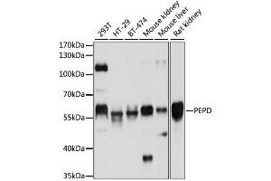 Western blot analysis of extracts of various cell lines, using PEPD antibody (ABIN1876604) at 1:1000 dilution. (PEPD 抗体)