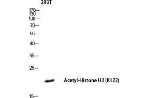 Western Blot (WB) analysis of 293T lysis using histone3 antibody. (Histone 3 抗体  (acLys123))
