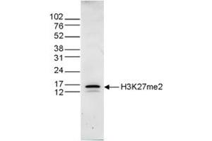 Western Blot of anti-Histone H3 K27 me2 antibody Western Blot results of Rabbit anti-Histone H3 K27 me2 antibody. (HIST1H3A 抗体  (H3K27me2))