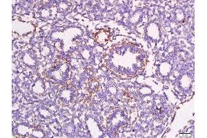 Formalin-fixed and paraffin embedded mouse embryo labeled with Anti-Apolipoprotein A V Polyclonal Antibody, Unconjugated at 1:200 followed by conjugation to the secondary antibody and DAB staining. (APOA5 抗体)