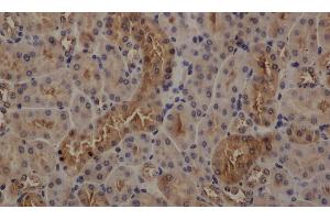 Immunohistochemistry of paraffin-embedded mouse kidney using GAPDH antibody at dilution of 1:50 (GAPDH 抗体)