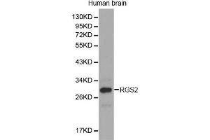 Western Blotting (WB) image for anti-Regulator of G-Protein Signaling 2 (RGS2) (AA 1-211) antibody (ABIN3022561) (RGS2 抗体  (AA 1-211))