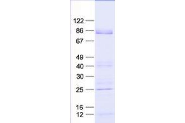 ZFP37 Protein (His tag)