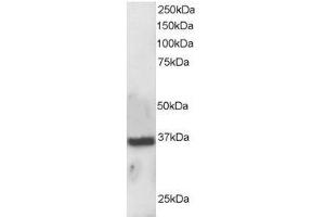 Image no. 2 for anti-Apurinic/Apyrimidinic Endonuclease 1 (APEX1) (N-Term) antibody (ABIN374178) (APEX1 抗体  (N-Term))
