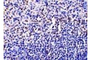 Immunohistochemistry (IHC) image for anti-Caspase 1 (CASP1) (Middle Region) antibody (ABIN1030897) (Caspase 1 抗体  (Middle Region))